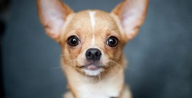 Nombres para perros Chihuahua-opt
